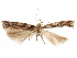  ( - CCDB-31542-D01)  @11 [ ] CreativeCommons - Attribution (2018) CBG Photography Group Centre for Biodiversity Genomics