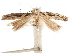  ( - CCDB-31542-D02)  @11 [ ] CreativeCommons - Attribution (2018) CBG Photography Group Centre for Biodiversity Genomics