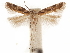  ( - CCDB-31542-E03)  @11 [ ] CreativeCommons - Attribution (2018) CBG Photography Group Centre for Biodiversity Genomics