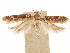  ( - CCDB-31542-E05)  @11 [ ] CreativeCommons - Attribution (2018) CBG Photography Group Centre for Biodiversity Genomics