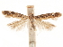  ( - CCDB-31542-E06)  @11 [ ] CreativeCommons - Attribution (2018) CBG Photography Group Centre for Biodiversity Genomics