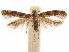  ( - CCDB-31542-F02)  @11 [ ] CreativeCommons - Attribution (2018) CBG Photography Group Centre for Biodiversity Genomics