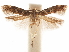  ( - CCDB-31542-F03)  @11 [ ] CreativeCommons - Attribution (2018) CBG Photography Group Centre for Biodiversity Genomics