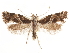  ( - CCDB-31542-G03)  @11 [ ] CreativeCommons - Attribution (2018) CBG Photography Group Centre for Biodiversity Genomics