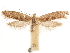 (Plutella megapterella - CCDB-31542-G05)  @11 [ ] CreativeCommons - Attribution (2018) CBG Photography Group Centre for Biodiversity Genomics