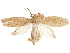  ( - CCDB-31542-H06)  @11 [ ] CreativeCommons - Attribution (2018) CBG Photography Group Centre for Biodiversity Genomics