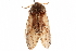 ( - CCDB-31543-A12)  @12 [ ] CreativeCommons - Attribution (2018) CBG Photography Group Centre for Biodiversity Genomics