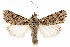  ( - CCDB-31543-B03)  @11 [ ] CreativeCommons - Attribution (2018) CBG Photography Group Centre for Biodiversity Genomics