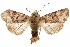  ( - CCDB-31543-B06)  @11 [ ] CreativeCommons - Attribution (2018) CBG Photography Group Centre for Biodiversity Genomics