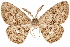  ( - CCDB-31543-E05)  @11 [ ] CreativeCommons - Attribution (2018) CBG Photography Group Centre for Biodiversity Genomics