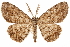  ( - CCDB-31543-E06)  @11 [ ] CreativeCommons - Attribution (2018) CBG Photography Group Centre for Biodiversity Genomics