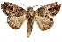  ( - CCDB-31543-G10)  @11 [ ] CreativeCommons - Attribution (2018) CBG Photography Group Centre for Biodiversity Genomics