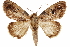  ( - CCDB-31543-G11)  @11 [ ] CreativeCommons - Attribution (2018) CBG Photography Group Centre for Biodiversity Genomics