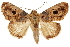  ( - CCDB-31543-G12)  @11 [ ] CreativeCommons - Attribution (2018) CBG Photography Group Centre for Biodiversity Genomics