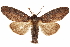  ( - CCDB-31543-H01)  @13 [ ] CreativeCommons - Attribution (2018) CBG Photography Group Centre for Biodiversity Genomics