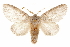  ( - CCDB-31543-H05)  @11 [ ] CreativeCommons - Attribution (2018) CBG Photography Group Centre for Biodiversity Genomics