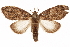  (Lusura ancha - CCDB-31543-H08)  @11 [ ] CreativeCommons - Attribution (2018) CBG Photography Group Centre for Biodiversity Genomics