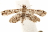  ( - CCDB-31543-H11)  @11 [ ] CreativeCommons - Attribution (2018) CBG Photography Group Centre for Biodiversity Genomics