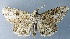  (Cleora epistictis - BMNH(E)#1246593A)  @11 [ ] CreativeCommons - Attribution Share-Alike (2019) Unspecified Smithsonian Institution