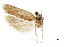  ( - CCDB-30454-A05)  @11 [ ] CreativeCommons - Attribution (2018) CBG Photography Group Centre for Biodiversity Genomics