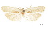  ( - CCDB-30454-B06)  @11 [ ] CreativeCommons - Attribution (2018) CBG Photography Group Centre for Biodiversity Genomics