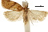  ( - CCDB-30454-C09)  @11 [ ] CreativeCommons - Attribution (2018) CBG Photography Group Centre for Biodiversity Genomics