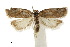  (Clepsis hohuanshanensis - CCDB-30454-C10)  @11 [ ] CreativeCommons - Attribution (2018) CBG Photography Group Centre for Biodiversity Genomics