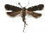 ( - CCDB-30454-D05)  @11 [ ] CreativeCommons - Attribution (2018) CBG Photography Group Centre for Biodiversity Genomics