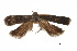  ( - CCDB-30454-D06)  @11 [ ] CreativeCommons - Attribution (2018) CBG Photography Group Centre for Biodiversity Genomics