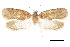  ( - CCDB-30454-D10)  @11 [ ] CreativeCommons - Attribution (2018) CBG Photography Group Centre for Biodiversity Genomics