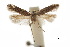  ( - CCDB-30454-E01)  @11 [ ] CreativeCommons - Attribution (2018) CBG Photography Group Centre for Biodiversity Genomics
