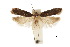  (Chionodes occidentella - CCDB-30454-E09)  @11 [ ] CreativeCommons - Attribution (2018) CBG Photography Group Centre for Biodiversity Genomics