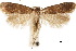  (Chionodes ceanothiella - CCDB-30454-E11)  @11 [ ] CreativeCommons - Attribution (2018) CBG Photography Group Centre for Biodiversity Genomics