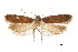  ( - CCDB-30454-F01)  @11 [ ] CreativeCommons - Attribution (2018) CBG Photography Group Centre for Biodiversity Genomics