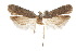  ( - CCDB-30454-G12)  @11 [ ] CreativeCommons - Attribution (2018) CBG Photography Group Centre for Biodiversity Genomics