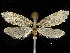  ( - CCDB-30455-B08)  @13 [ ] CreativeCommons - Attribution (2018) CBG Photography Group Centre for Biodiversity Genomics
