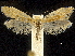  ( - CCDB-30455-B09)  @11 [ ] CreativeCommons - Attribution (2018) CBG Photography Group Centre for Biodiversity Genomics