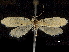  ( - CCDB-30455-B11)  @11 [ ] CreativeCommons - Attribution (2018) CBG Photography Group Centre for Biodiversity Genomics