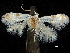  ( - CCDB-30455-C11)  @11 [ ] CreativeCommons - Attribution (2018) CBG Photography Group Centre for Biodiversity Genomics