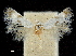  ( - CCDB-30455-C12)  @11 [ ] CreativeCommons - Attribution (2018) CBG Photography Group Centre for Biodiversity Genomics