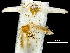  (Pseudopostega abrupta - CCDB-30455-D01)  @11 [ ] CreativeCommons - Attribution (2018) CBG Photography Group Centre for Biodiversity Genomics