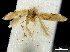  (Pseudopostega clavata - CCDB-30455-D05)  @11 [ ] CreativeCommons - Attribution (2018) CBG Photography Group Centre for Biodiversity Genomics
