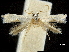  ( - CCDB-30455-D06)  @11 [ ] CreativeCommons - Attribution (2018) CBG Photography Group Centre for Biodiversity Genomics