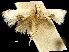  ( - CCDB-30455-D07)  @11 [ ] CreativeCommons - Attribution (2018) CBG Photography Group Centre for Biodiversity Genomics
