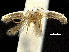  (Pseudopostega latifurcata - CCDB-30455-D08)  @11 [ ] CreativeCommons - Attribution (2018) CBG Photography Group Centre for Biodiversity Genomics