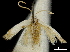  (Pseudopostega venticola - CCDB-30455-E01)  @11 [ ] CreativeCommons - Attribution (2018) CBG Photography Group Centre for Biodiversity Genomics