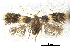  (Ectoedemia ochrefasciella - CCDB-30455-E08)  @11 [ ] CreativeCommons - Attribution (2018) CBG Photography Group Centre for Biodiversity Genomics