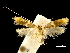  (Alciphanes - CCDB-30455-H06)  @11 [ ] CreativeCommons - Attribution (2018) CBG Photography Group Centre for Biodiversity Genomics