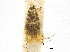  ( - CCDB-30455-H07)  @11 [ ] CreativeCommons - Attribution (2018) CBG Photography Group Centre for Biodiversity Genomics