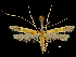  (Dinochares - CCDB-30455-H08)  @11 [ ] CreativeCommons - Attribution (2018) CBG Photography Group Centre for Biodiversity Genomics